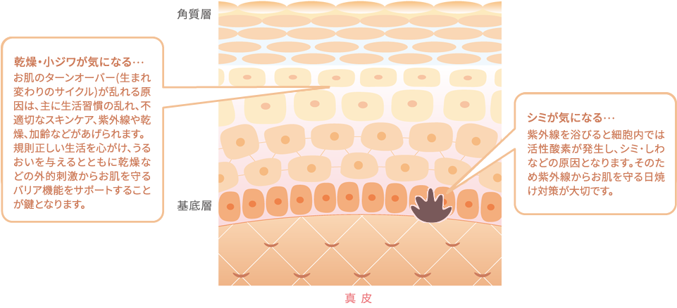乾燥・小ジワが気になる… お肌の細胞の働きが低下してターンオーバーの周期が長く…うるおいのもとが減少し、乾燥や小ジワができやすくなります。美肌成分を届けて、細胞を元気にするアプローチが必要です。 シミが気になる… お肌にダメージを与え、老化の原因にもなる「活性酸素」ダメージのもとを取りのぞくことが必要です。