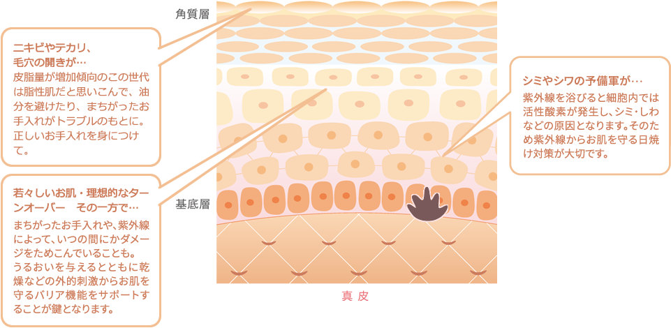 ニキビやテカリ、毛穴の開きが…皮脂量が増加傾向のこの世代は脂性肌だと思いこんで、油分を避けたり、まちがったお手入れがトラブルのもとに。正しいお手入れを身につけて。　若々しいお肌・理想的なターンオーバー　その一方で…まちがったお手入れや、紫外線による、いつの間にかダメージをためこんでいることも。お肌本来の働きをすこやかにサポートするために、細胞をより元気にするアプローチが必要です。　シミやシワの予備軍が…お肌の働きが元気なこの世代だからこそ、未来の老化を予防するアプローチが必要です。