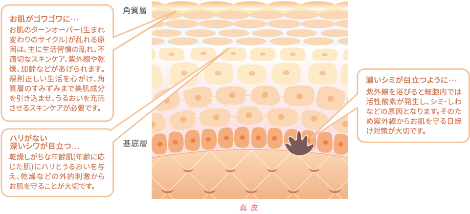お肌がゴワゴワに… ターンオーバーの周期が長くなって、うるおい不足に。角質にうるおいを与える美肌成分を補給することが必要です。 ハリがない、深いシワが目立つ…元気な細胞が少なくなってお肌は薄く、乾燥や深いシワに。働きが弱くなった細胞に美肌成分を届けて、元気にするアプローチが必要です。 濃いシミが目立つように… お肌にダメージを与え、老化を加速させてしまう原因は「活性酸素」ダメージのもとを取りのぞくことが必要です。